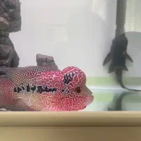 فلاور کامفا رد|ماهی|شاهین‌شهر, بنیاد ازدواج|دیوار