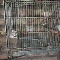 سهره و قناری قرمز