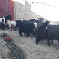 گله فروشی درمهرستان|حیوانات مزرعه|مهرستان, |دیوار