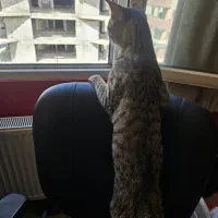 گربه ی گمشده در شیراز خیاباان پروین اعتصامی|حیوانات|شیراز, پودنک|دیوار