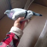 کبوترمسافتی آلمانی|پرنده|آمل, |دیوار