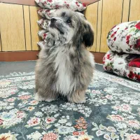 واگذاری سگ شیتزو