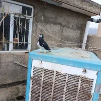 چپ سیاه کله بسته*شیر سبز