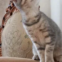 واگذاری‌گربه|گربه|تبریز, |دیوار