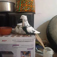 کبوتر  دمبی سیاه عتیقه