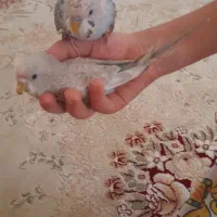 مرغ عشق