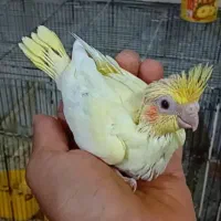 جوجه عروس لوتینو زعفرونی و فنج