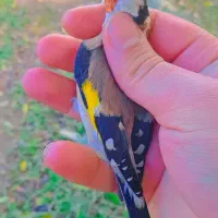 سهره پاییزه|پرنده|رشت, یخسازی|دیوار