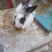 خرکوش لوپ بالغ نر