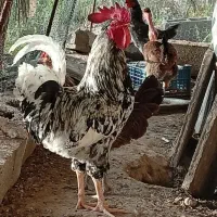 خروس گلباقلی و مرغ گردن لیت جوان