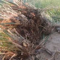 پاجوش درخت مضافتی