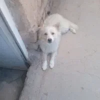 سگ پامر روباهی و دورگه