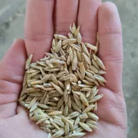 جو فروشی|گل و گیاه طبیعی|اشترینان, |دیوار