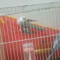 عروس هلندی|پرنده|تایباد, |دیوار