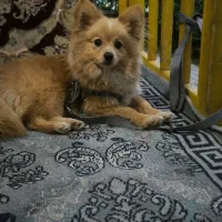 سگ پامر روباهی|سگ|کرمانشاه, |دیوار