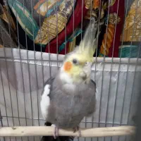 عروس هلندی|پرنده|کوهدشت, |دیوار