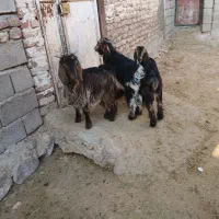 بزغاله‌چاق|حیوانات مزرعه|مهران (ایلام), |دیوار