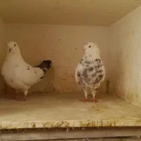 کبوتر|حیوانات|اسلامشهر, شهرک قائمیه|دیوار