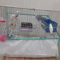 یک جفت مرغ عشق