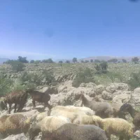 فروش فوری
