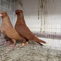 جفت سرخ دم‌ سفید و سار کرمونی