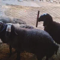 قوچ شال|حیوانات مزرعه|دینور, |دیوار