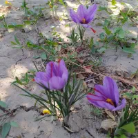 زعفران خشک امسالی