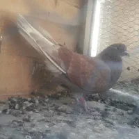 کبوترهای پرشی و ساعتی|پرنده|هشتگرد, ایقربلاغ|دیوار