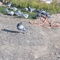 کفتر آلمانی پرشی نژاد دار