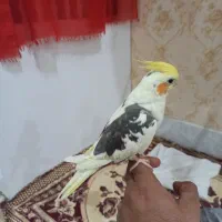 عروس هلندی ابلغ یا همان دوکت|پرنده|بردسکن, |دیوار