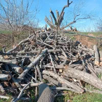 خریدار چوب درخت انجیر و انواع درخت