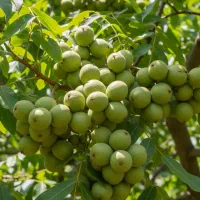 نهالستان فروش ویژه انواع نهال درجه یک