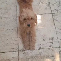 سگ پاکوتاه