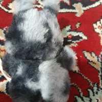 سیکرت لبوبو|اسباب‌بازی بچه|شیراز, شهدای شهرک سعدی|دیوار