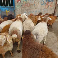 گوسفند زنده  شبانه روزی سرویس و کشتار رایگان