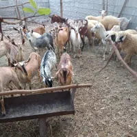 قوچ نری بز کهره|حیوانات مزرعه|بندرعباس, |دیوار