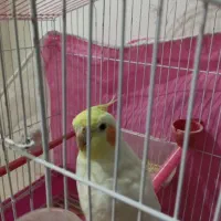عروس هلندی|پرنده|مشهد, کوی سیدی|دیوار