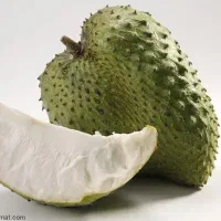 فروش نهال های استوایی|خدمات باغبانی و درختکاری|ساری, |دیوار