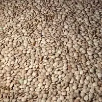 حبوبات به قیمت عمده|خوردنی و آشامیدنی|بومهن, |دیوار
