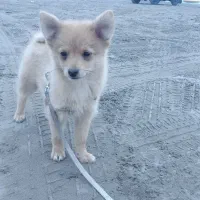 پامرین روباهی ۴ ماه