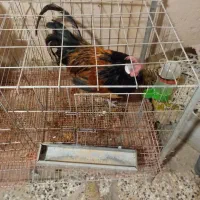 حراج کمیاب خروس ورورک و بارلوندر و قفس حرفه ای|حیوانات مزرعه|اصفهان, میرعماد|دیوار