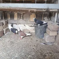 کبوتر