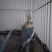 عروس هلندی نر|پرنده|مشهد, شهرک مهرگان|دیوار