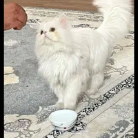 پرشین|گربه|چهاردانگه (تهران), |دیوار
