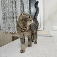 گربه اسکاتیش بلک گلد ماده شناسنامه دار و اصیل|گربه|تهران, طیب|دیوار