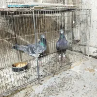 کبوتر گرفتنی نامور پلاکی|پرنده|همدان, |دیوار