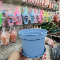 گلدان پاچیرا پلاستیک ژله ای پتوس سانسوریا خاک ورمی|گل و گیاه طبیعی|قم, ولیعصر|دیوار