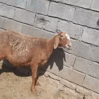 میش