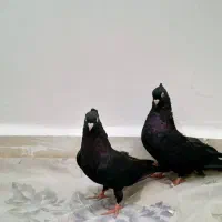 عبادانی|پرنده|اهواز, ملاشیه|دیوار