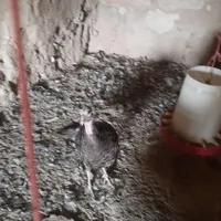 بوقلمون ماده